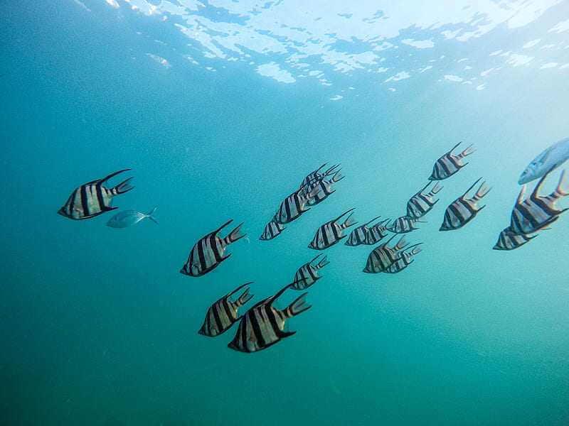 grey school of fish under water, HD wallpaper