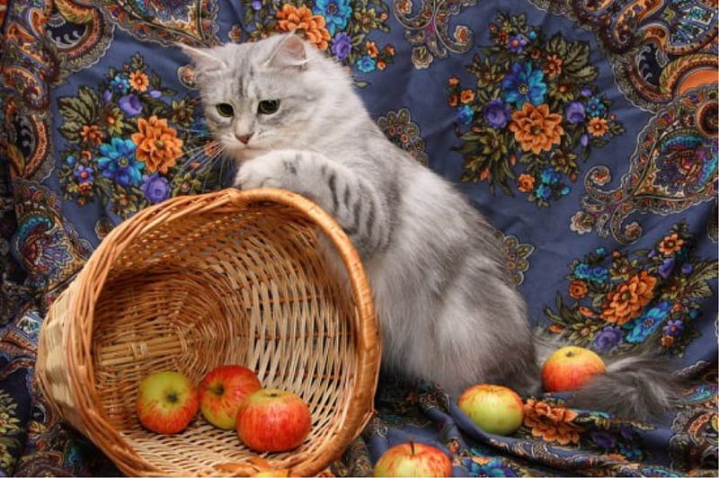 Did I Do That.., long fur, paws, basket, apples, cat, HD wallpaper