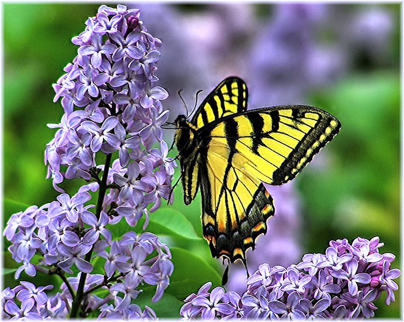 Lilac lunch, flowers, butterfly, swallowtail, yellow and black, HD wallpaper