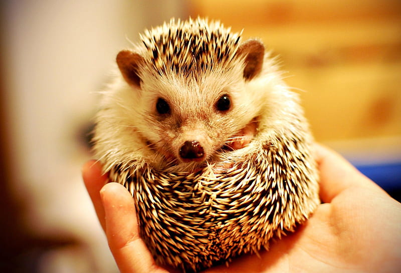 hedgehog , erinaceidae, hedgehog, domesticated hedgehog, mammal, porcupine, Cute Porcupine, HD wallpaper