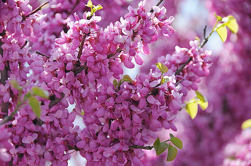 Bastante rosa, flores, árbol, cascada, rosa, Fondo de pantalla HD | Peakpx