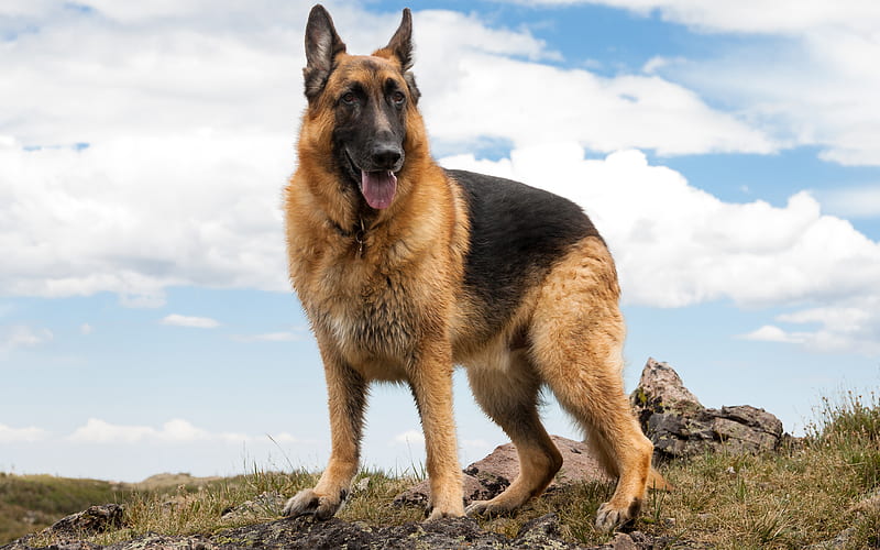 German Shepherd Dog large dog, domestic dog, HD wallpaper