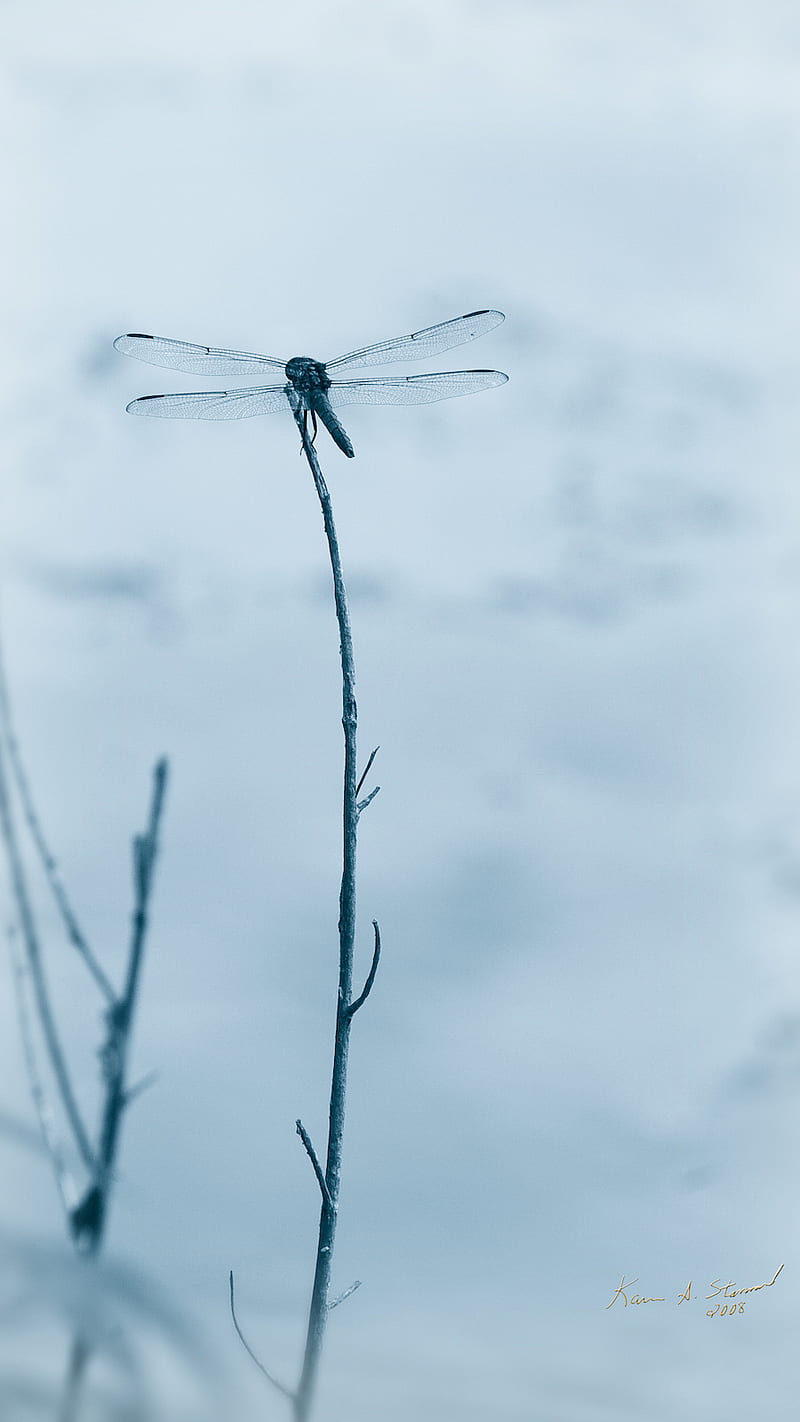 BSI Dragonfly 01, beautifullyscene, blue, lake, magic, nature, pretty, HD phone wallpaper
