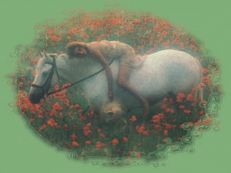 Dream Horseback Rider F1, equine, horse, riding, graphy, rider, wild, dreaming, love, flowers, dream, HD wallpaper