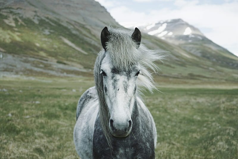 close-up graphy of white and gray horse standing on green grass field, HD wallpaper