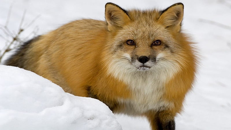 Fox In Snow, fox, snow, deep, cold, HD wallpaper