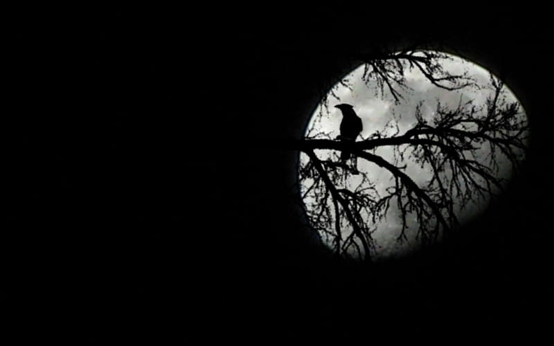 the bird and the moon, forest, black, trees, sky, animal, creepy, graphy, moon, gothic, dark, nature, evening, white, night, HD wallpaper