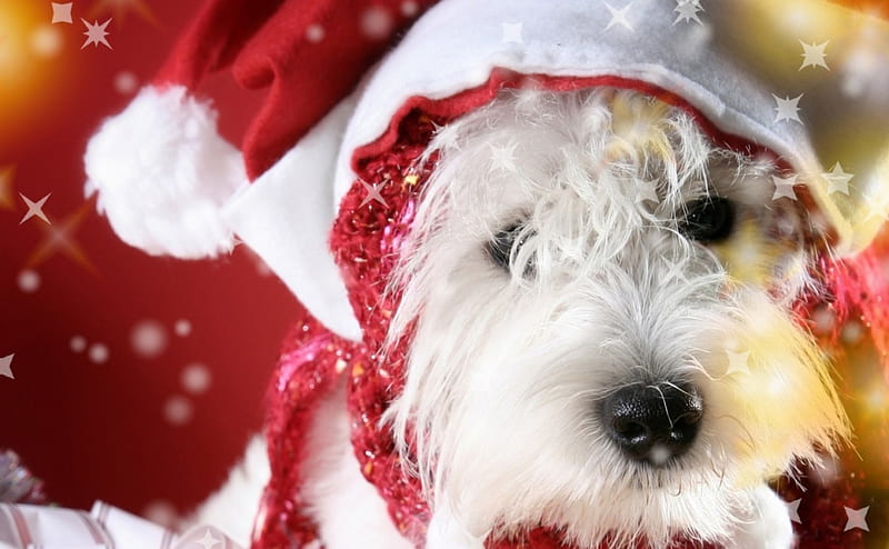 feliz navidad !, rojas, craciun, navidad, amarillas, animales, lindas,  blancas, Fondo de pantalla HD | Peakpx