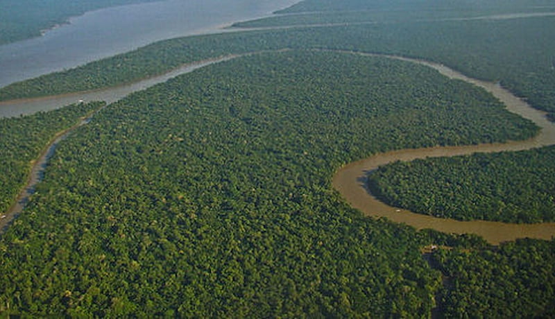 Amazon Rain Forest River Basin, river, basin, Amazon, rain forest, HD wallpaper