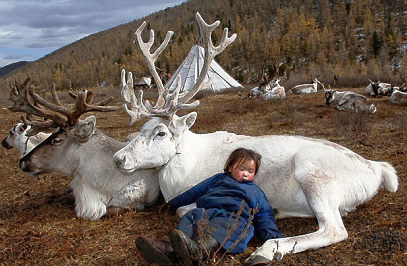 Boy-With-Reindeer, sleeping-with-reindeer, cool, boy, mongolian, HD wallpaper