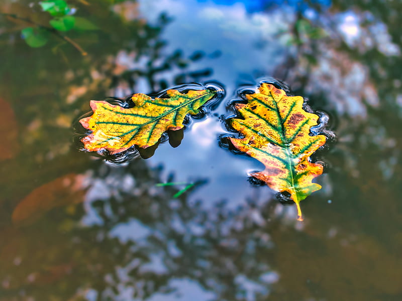 leaf, oak, water, reflection, macro, HD wallpaper