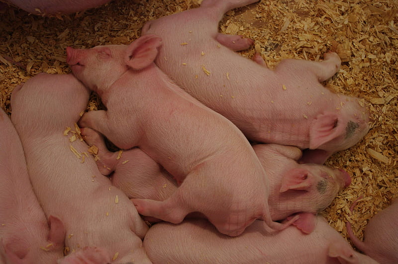 Little ones, cute, pigs, young, sleeping, animals, HD wallpaper