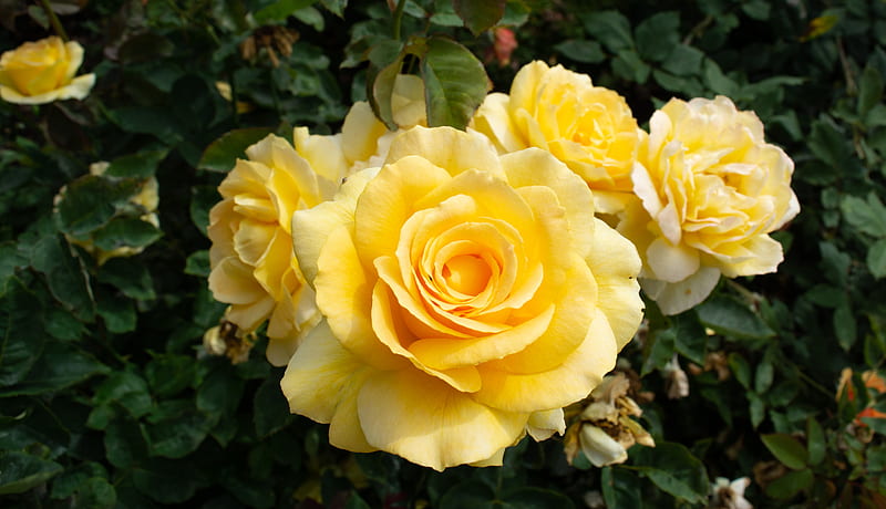 Yellow rose in bloom during daytime, HD wallpaper | Peakpx