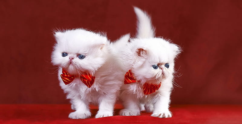 Kittens with bow ties, pretty, fluffy, kitty, bow tie, kittens, adorable, pets, sweet, cute, white, cats, friends, HD wallpaper
