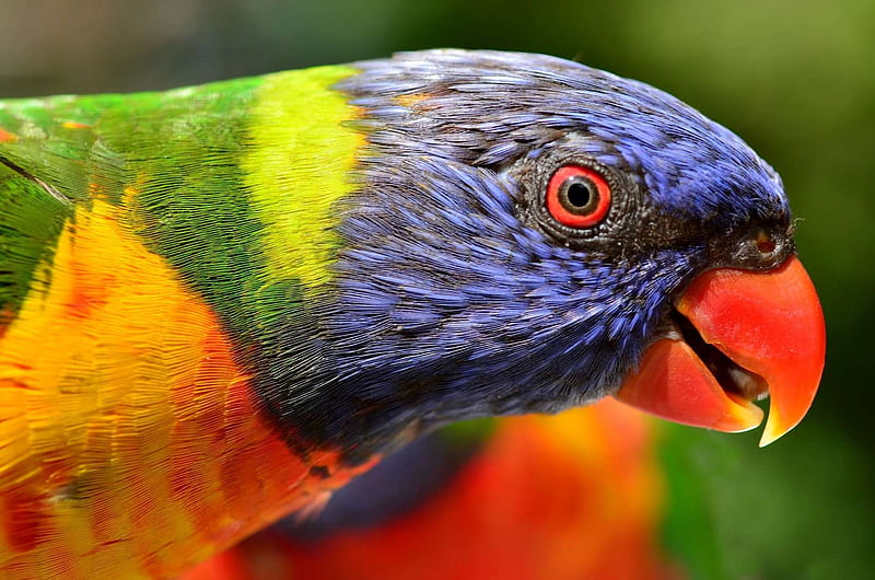 Rainbow Lorikeet, Australia, Bird, Multicoloured, Species of parrot, HD wallpaper
