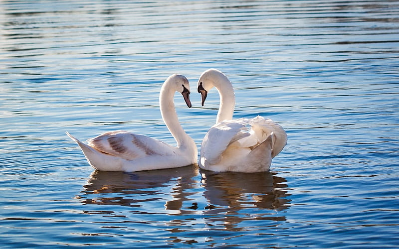 White swans, beautiful birds, lake, pair of swans, HD wallpaper