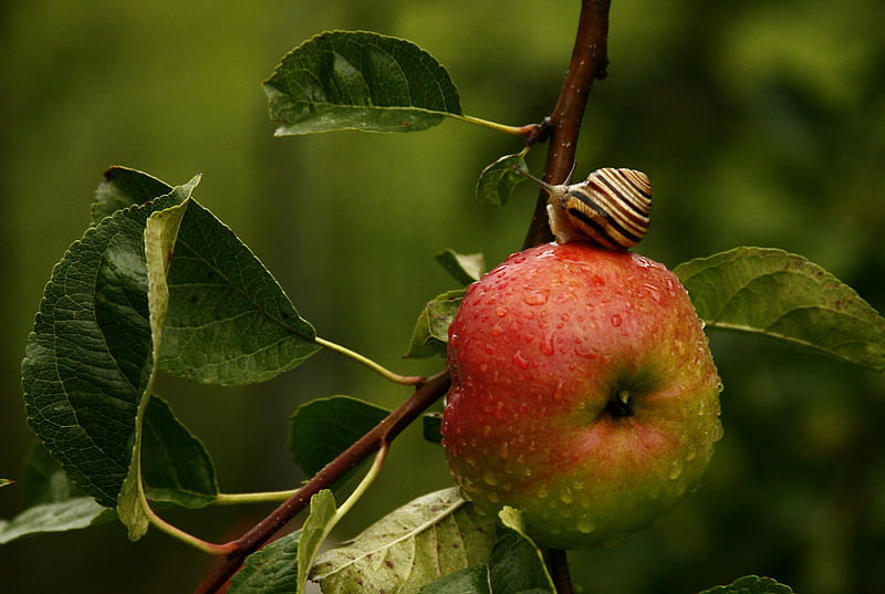Apple and Snail, apple, water, snail, food, dew, trees, HD wallpaper