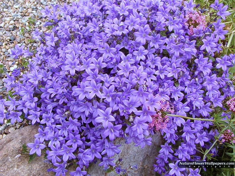 campanula, flowers garden, flowers, bonito, blue, HD wallpaper