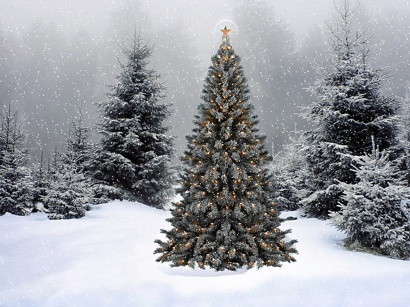 El kimg de los árboles de invierno, árbol, navidad, nieve, naturaleza,  invierno, Fondo de pantalla HD | Peakpx