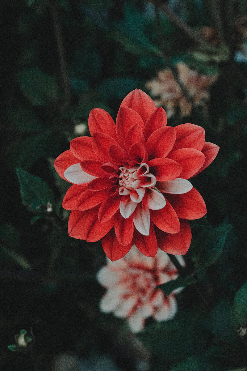 nature, flowers, plants, red flowers, HD phone wallpaper