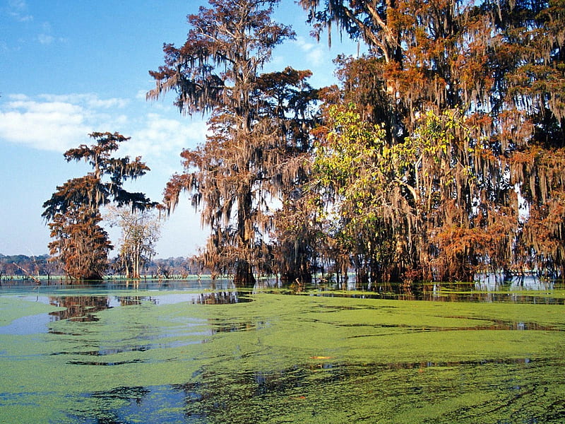 Louisiana Basin, basin, water, louisiana, trees, swamp, HD wallpaper