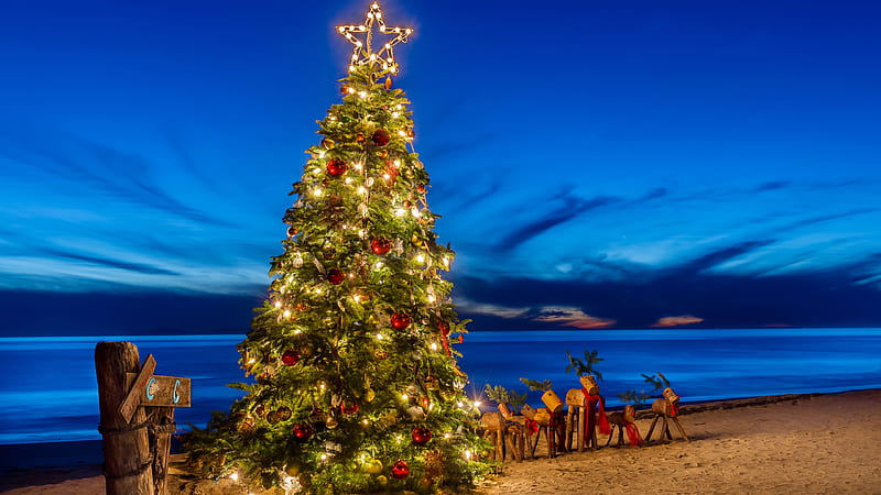 Decorated Christmas Tree On Beach Sand Under Blue Sky Christmas Tree, HD wallpaper
