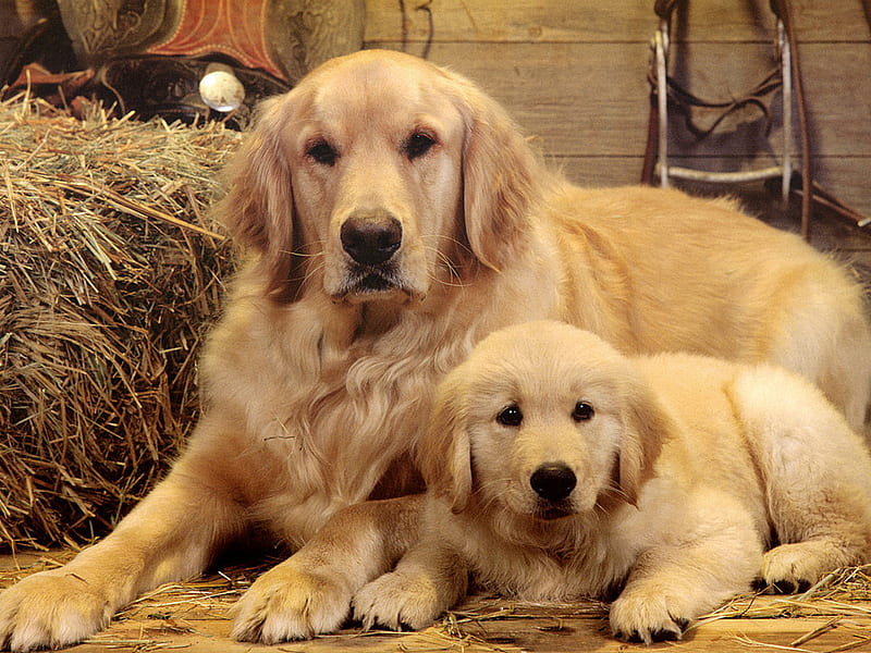 30000 Dog Mom Pictures  Download Free Images on Unsplash