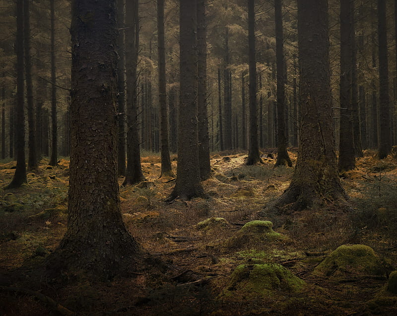 Dartmoor Forest Trees Ultra, Nature, Forests, Trees, Forest, graphy, England, Woodland, nationalpark, devon, Dartmoor, HD wallpaper