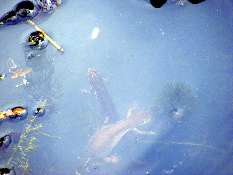 two newts in our garden pond., pond, water-snails, water, plants, newts, reflection, HD wallpaper