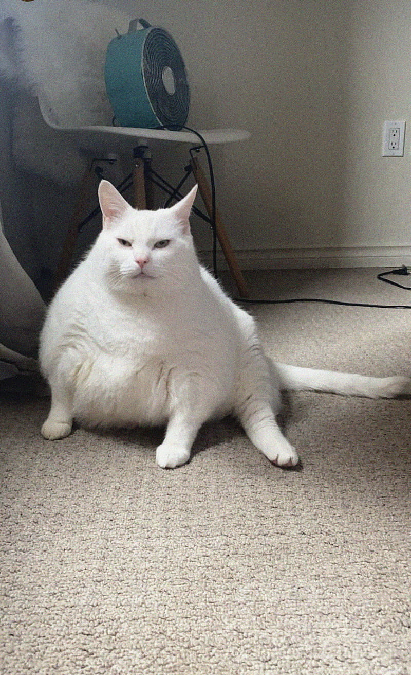 king duncan, fat cat, cat, animal, white, pet, HD phone wallpaper