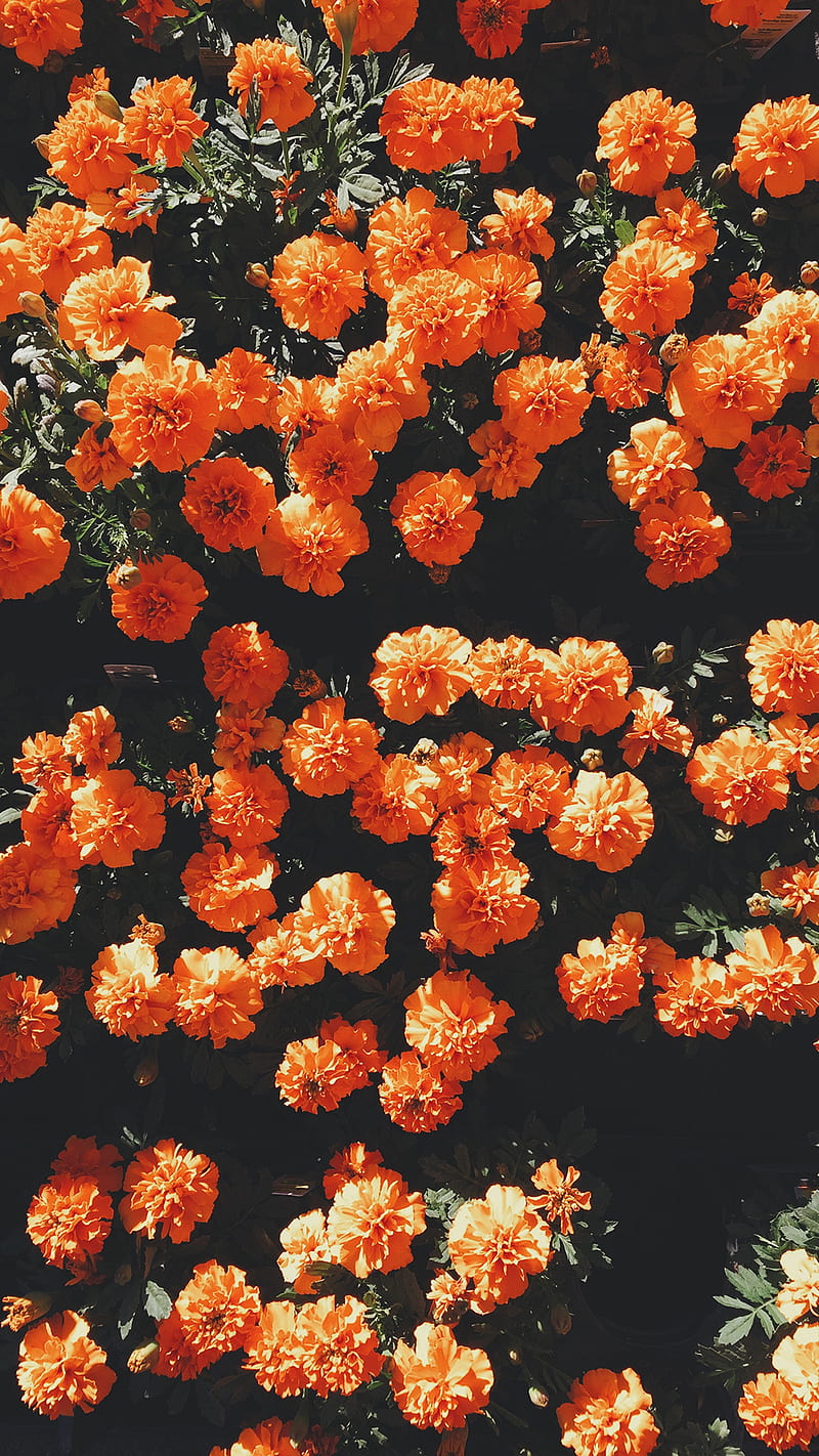 flowers, portrait display, orange flowers, plants, HD phone wallpaper