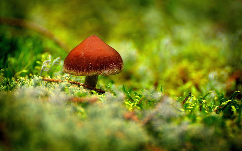All By Itself, red, weed, brown, grass, mushroom, yellow, buds, daylight, green, day, nature, moisture, field, HD wallpaper