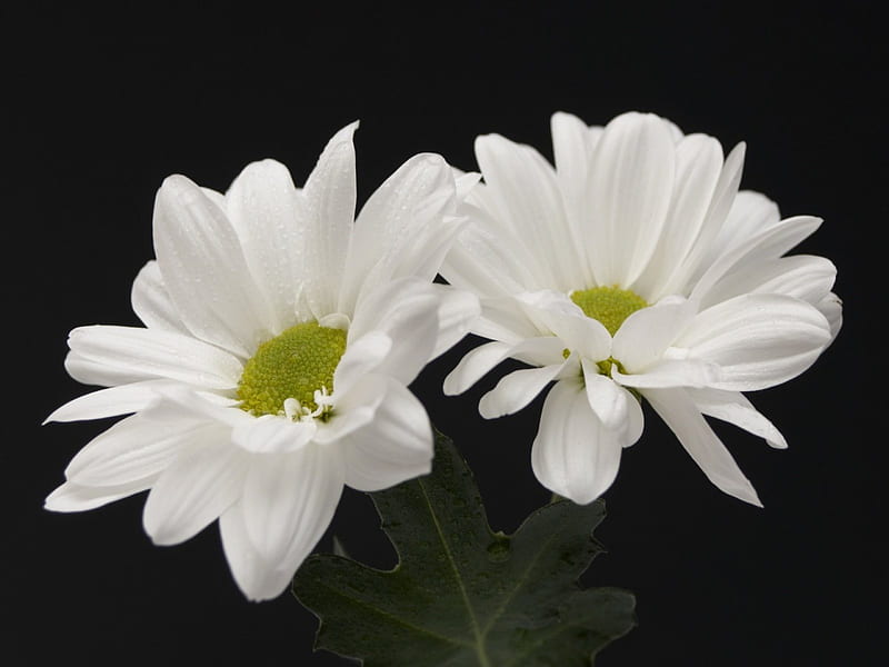 Margaritas, daisies, graphy, two, macro, flowers, nature, HD wallpaper