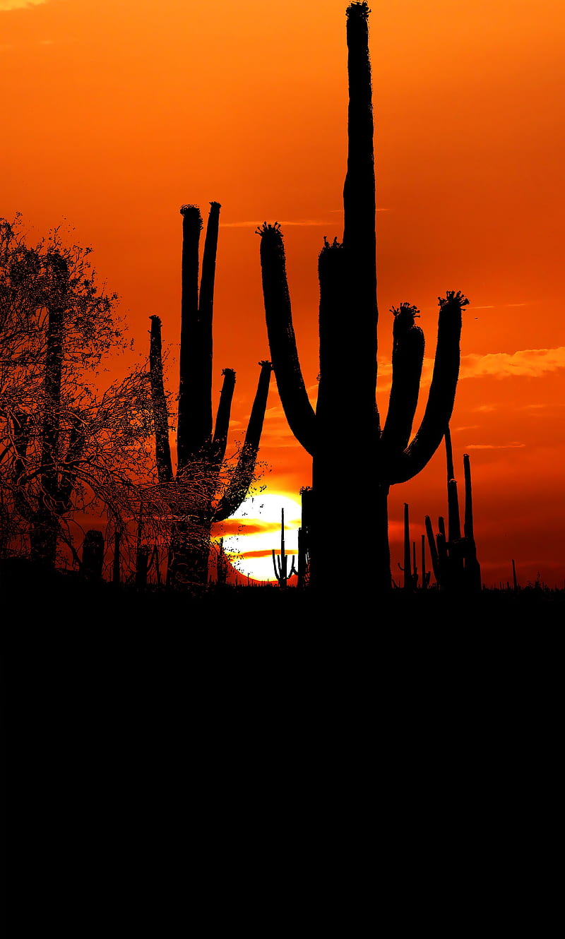 cacti, sun, sunset, twilight, dark, outlines, HD phone wallpaper