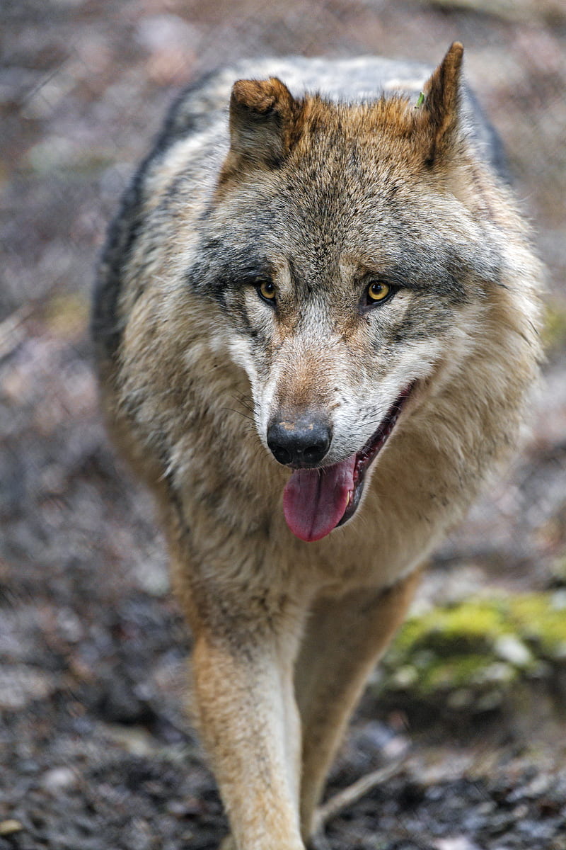 wolf, predator, protruding tongue, glance, HD phone wallpaper