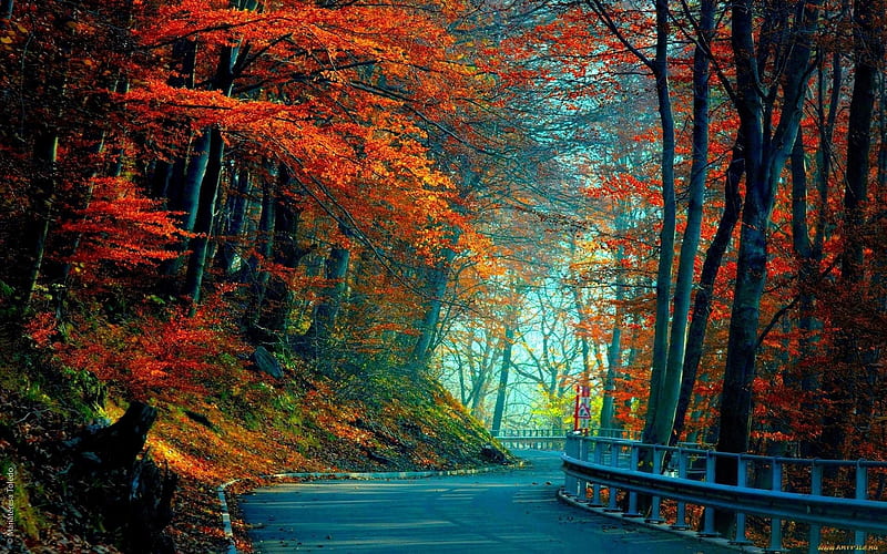 autumn road leaves-s, HD wallpaper