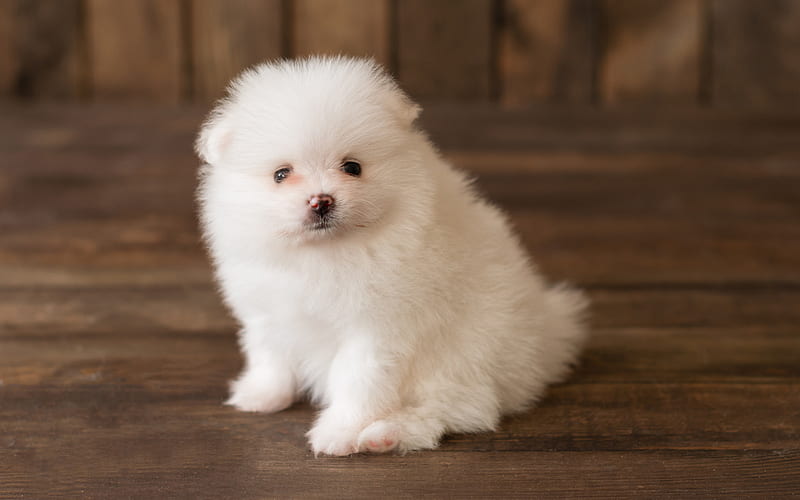 white fluffy puppy, pomeranian spitz, small white dog, pets, puppies, cute animals, HD wallpaper