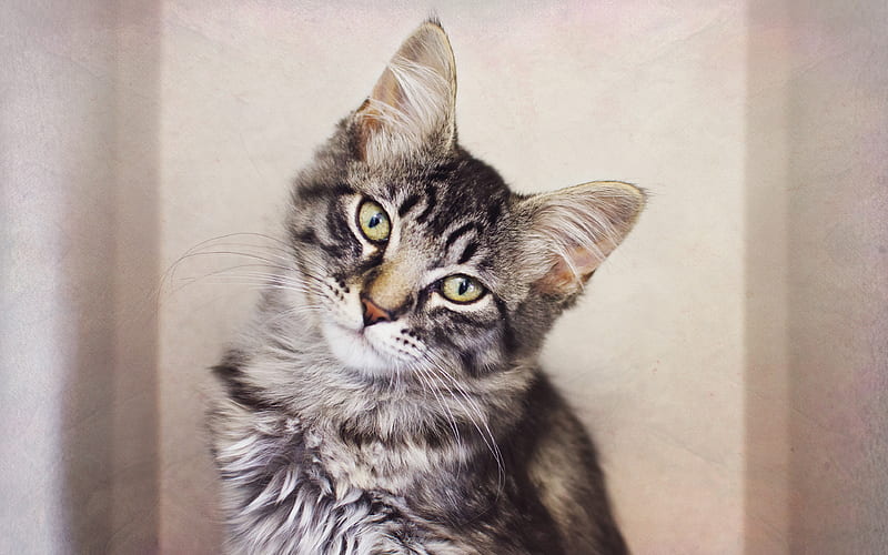 Maine Coon, kitten, small gray cat, cute animals, portrait cats, HD wallpaper