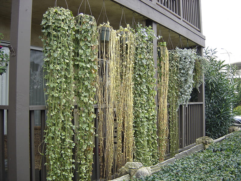 plant curtain, plants, garden, nature, terrace, green walls, HD wallpaper