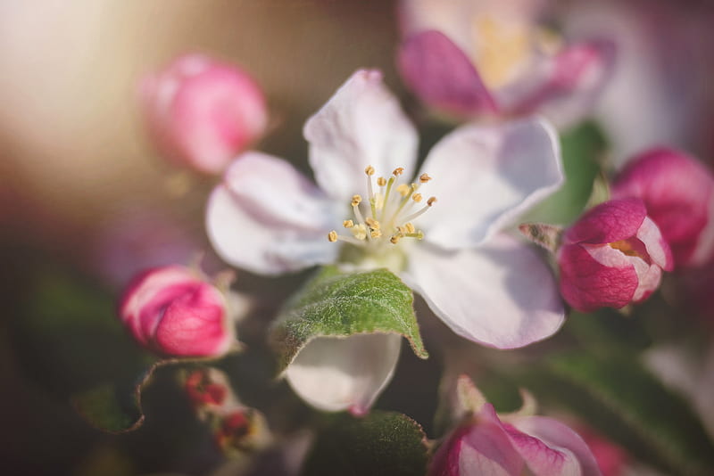 Flowers, Blossom, Apple Blossom, Flower, Macro, Petal, Spring, HD wallpaper