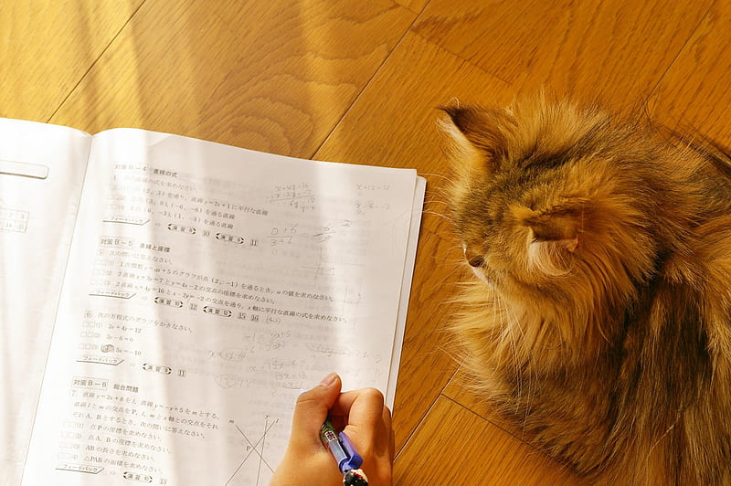 Wow..!! I don't understand a thing., cute, reading, maths maybe, book, anhimal, cat, HD wallpaper