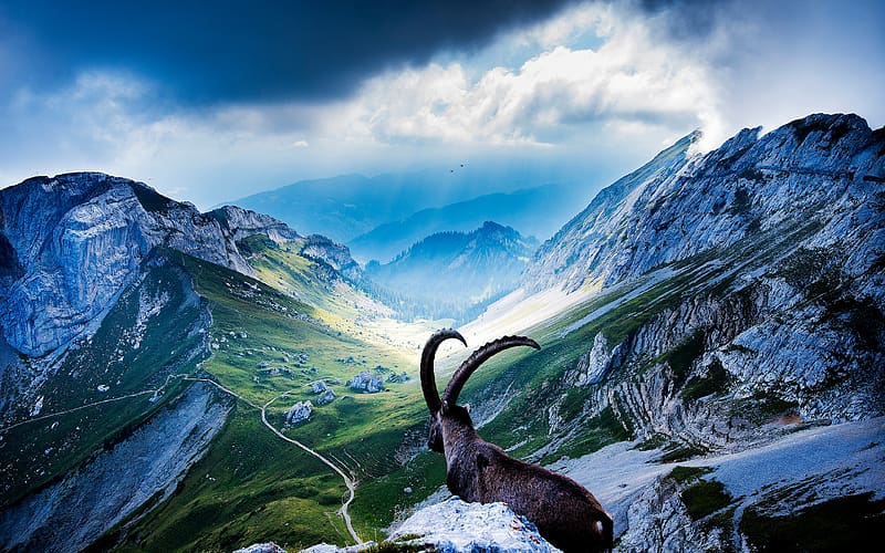 Landscape, Mountain, Animal, Switzerland, Goat, Alpine Ibex, Mount Pilatus, HD wallpaper