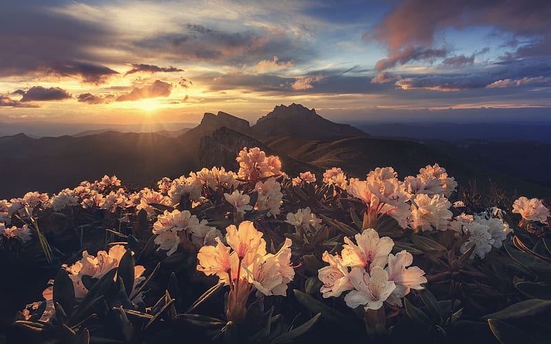 mountain landscape, sunset, mountain mauve flowers, sun, mountain range, evening, HD wallpaper