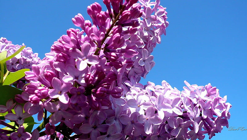 Early Lilac, lilac, , washington, flower, sky, floral, HD wallpaper
