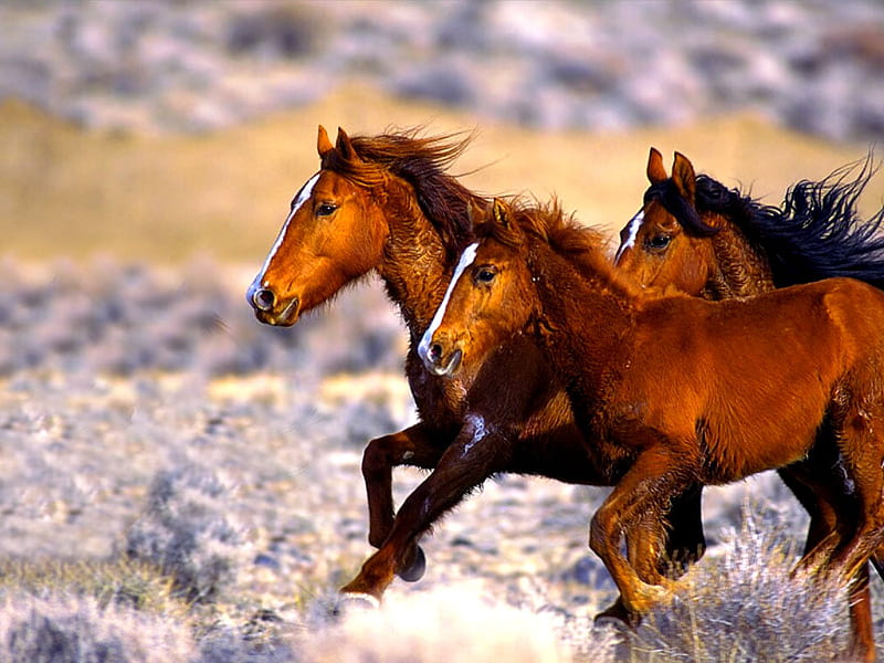 Young Colts, mustangs, young, desert, colts, wild, running, animals, horses, HD wallpaper