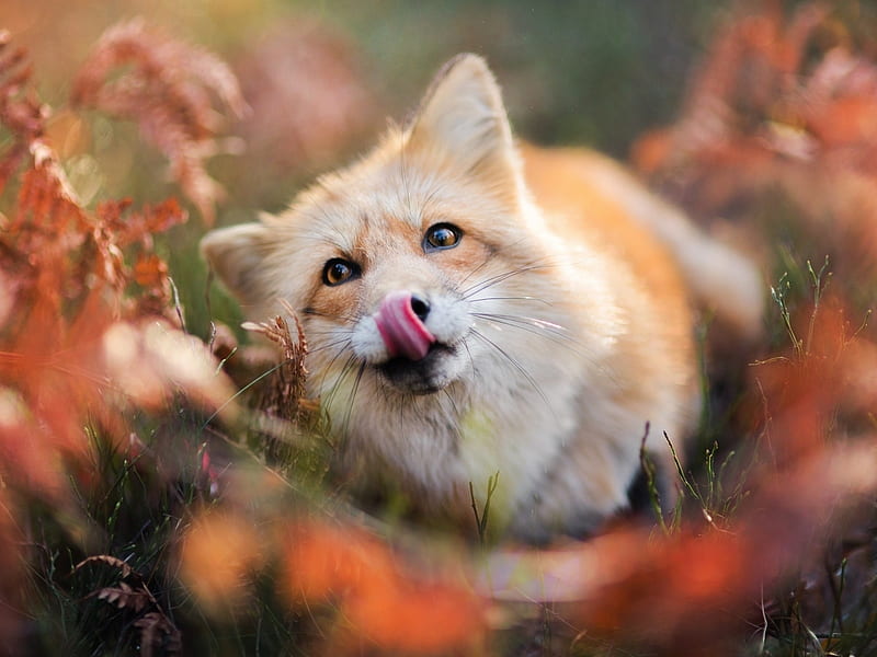 Red Fox, autumn, nimal, fox, tongue, foliage, HD wallpaper