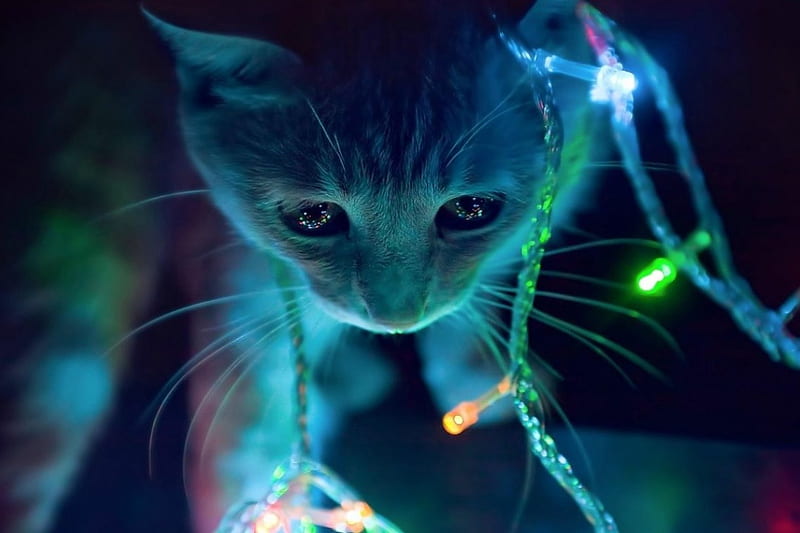 Curiosidad ...., asombroso, curioso, adorable, gatos, animales, luces,  azul, Fondo de pantalla HD | Peakpx