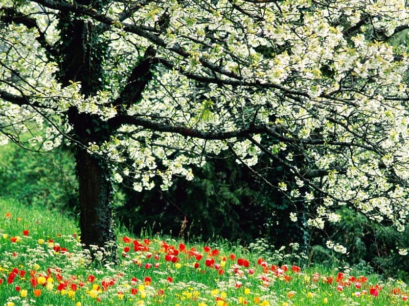 An abundance of flowers, trees in blossom, flowers, spring, grass, HD wallpaper