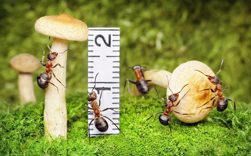 Good one!, fantasy, ant, green, mushroom, measures, insect, creative, situation, HD wallpaper