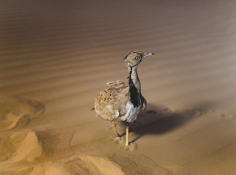 African Houbara Bustard Bird, Desert Sand Ultra, Animals, Birds, Desert, Bird, Sand, Dubai, fauna, HoubaraBustard, AfricanHoubara, HD wallpaper